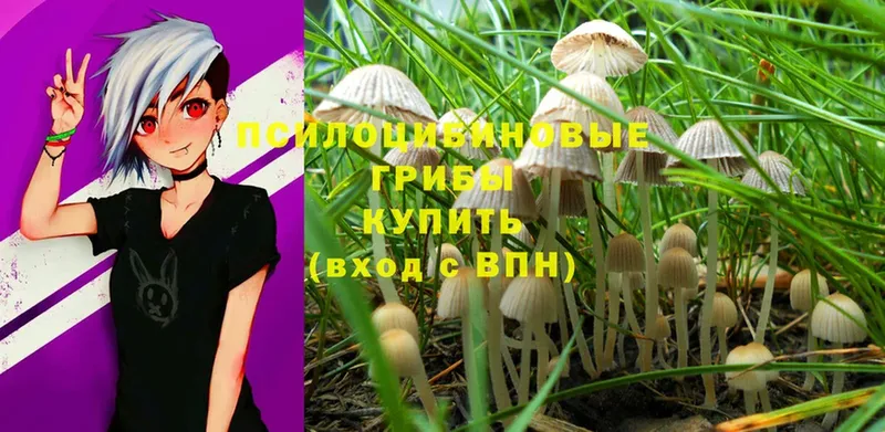 Псилоцибиновые грибы Psilocybe Ленинск